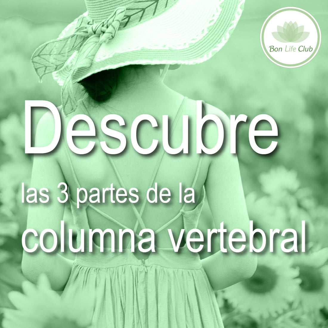 Descubre las 3 partes de la columna vertebral