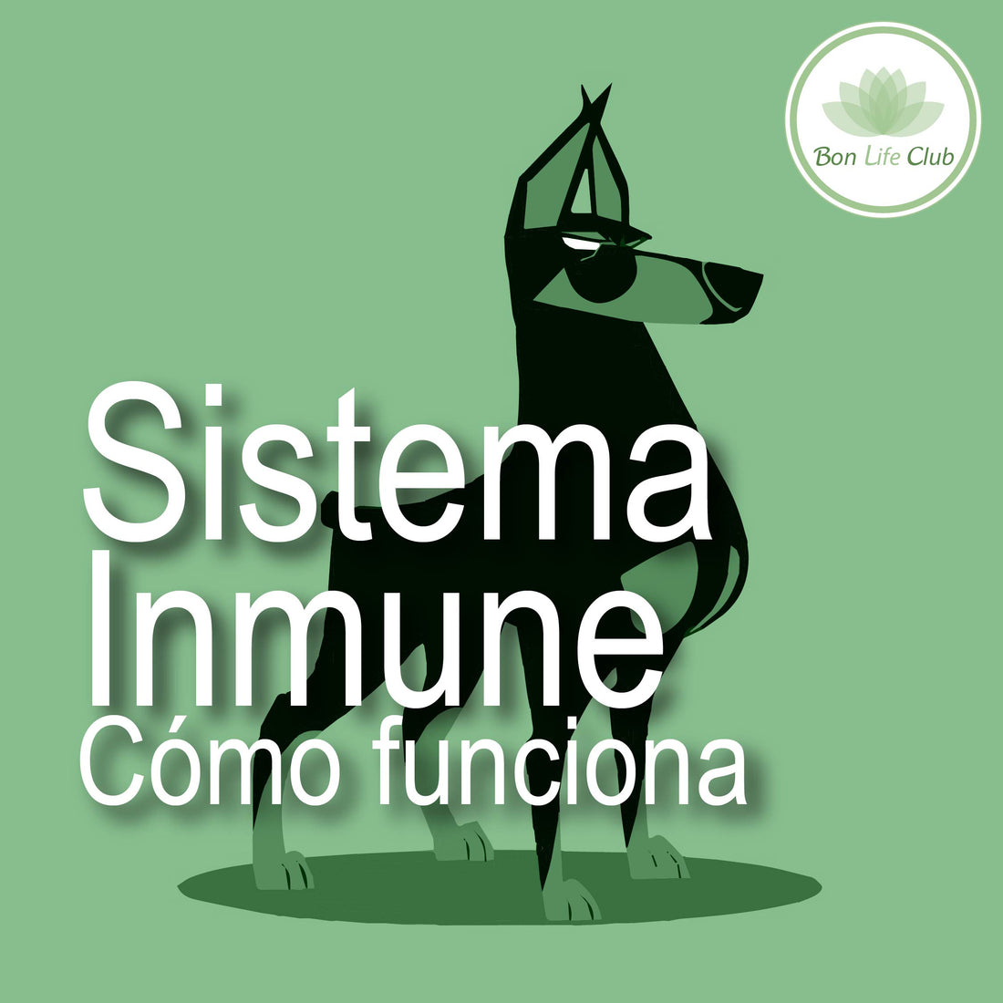 El sistema inmune: Cómo funciona