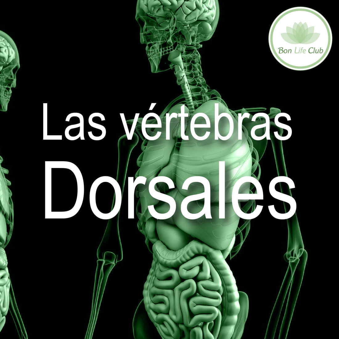 Las vértebras dorsales